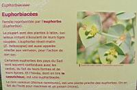 Famille Euphorbiacees ou Euphorbiaceae (txt)
